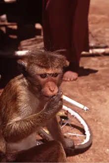 Smoking: Animal Exploitation - monkey smoking cigarette