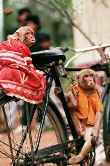Bikes: Animal Exploitation - Performing Rhesus Macaque Monkeys