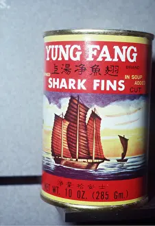 Exploitation: Animal Exploitation - Shark fin soup