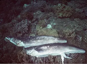 Killed: Animal Exploitation - Sharks killed for their fins