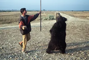 Tracks: ANIMAL EXPLOITATION - sloth bear being used as dancing