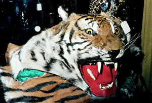 Shops: Animal Exploitation - Tiger skin for sale in souvenir shop
