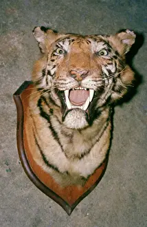 Trophy: Animal Exploitation - Tiger trophy, taxidermy