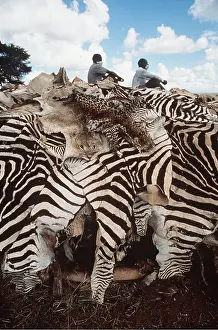 Illegal: Animal Explotation - animal skins including zebra