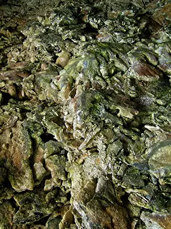 Speleothems: The Animal Flower Cave