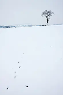 Footprints: Animal Footprints - across snowy field in farmland - Winter