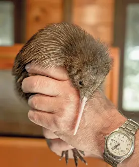 Apteryx: Animal keeper holding young Kiwi (Apteryx) in his