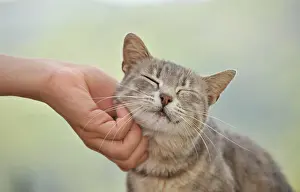 Loving: Animal love, tabby cat enjoys being petted