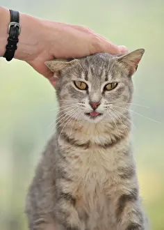 Loving: Animal love, tabby cat enjoys being petted