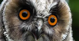 Eared: Animal portrait