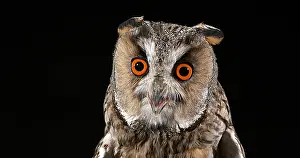 Eared: Animal portrait