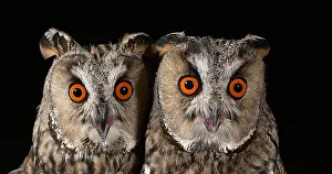 Eared: Animal portrait
