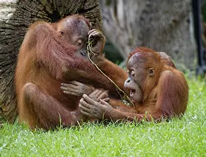 Malaysia: Animal portrait, two Borneo orangutans (pongo pygmaeus) playing