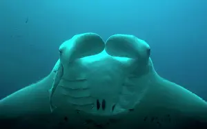 Mobula: Animal portrait of the Reef Manta Ray (Mobula alfredi)