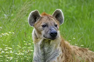 Alertness: Animal portrait, spotted hyena (Crocuta crocuta)