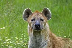 Alertness: Animal portrait, spotted hyena (Crocuta crocuta)