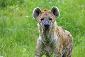 Alertness: Animal portrait, spotted hyena (Crocuta crocuta)
