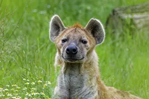 Alertness: Animal portrait, spotted hyena (Crocuta crocuta)