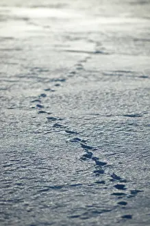 Provinces: Animal tracks, Banff National Park, Alberta