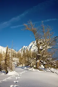 Larix: Animal tracks in deep snow in winter landscape