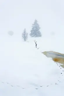 Peat: Animal tracks in snowy and foggy landscape
