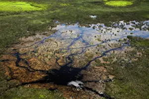 Endorheic: Animal tracks through the swamp, Okavango