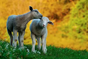 Secret: Animal whisper