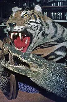 Materials: Animals materials on sale in Singapore in 1976
