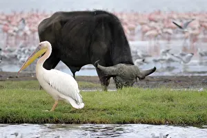 Widlife: Animals at Nakuru National Park