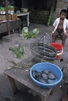 Selling: Animals for Sale in Peru