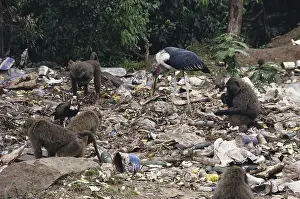 Cynocephalus: Animals Scavenging a Dump