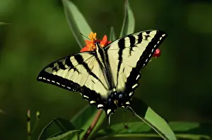 Pollinating: Anise Swallowtail Butterfly feeding