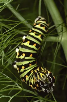 Anise: Anise Swallowtail Caterpillar
