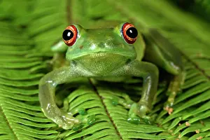 Andasibe: Ankafana Bright-eyed Frog (Boophis luteus), Andasibe