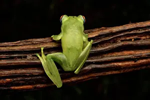 Andasibe: Ankafana Bright-eyed Frog (Boophis luteus), on lback