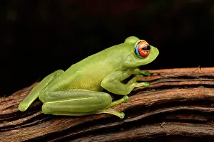 Andasibe: Ankafana Bright-eyed Frog (Boophis luteus), on lback