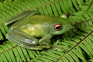 Andasibe: Ankafana Bright-eyed Frog (Boophis luteus) pregnant