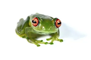 Andasibe: Ankafana Bright-eyed Frog (Boophis luteus) on white