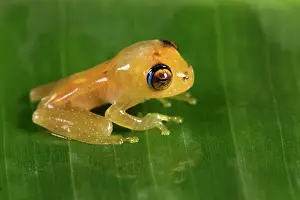 Andasibe: Ankafana Bright-eyed Frog (Boophis sp) juvenile