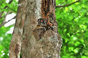 Lepilemur: Ankarana Sportive Lemur