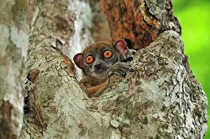 Lepilemur: Ankarana Sportive Lemur
