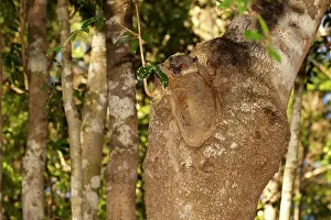 Lepilemur: Ankarana Sportive Lemur