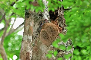 Lepilemur: Ankarana Sportive Lemur - in tree with young