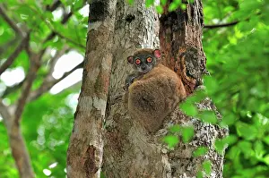 Lepilemur: Ankarana Sportive Lemur - in tree with young