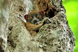 Lepilemur: Ankarana Sportive Lemur - in tree with young