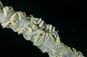 Palaemonoidea: Ankers Whip Coral Shrimp on Whip Coral (Alcyonacea