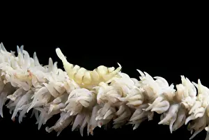 Flores: Anker's Whipcoral Shrimp - on Whip coral