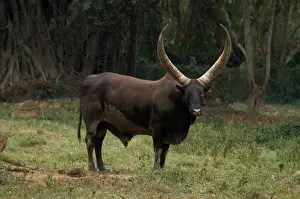 Ankole: Ankole Bull