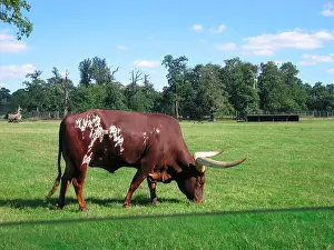 Ankole: Ankole Bull / Watussi - Grazing in field