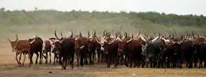 Ankole: Ankole cattle